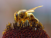 Honeybee (Apis mellifera) collecting pollen